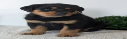 Mixed Breed dogs for sale: Rufus - Ad 14