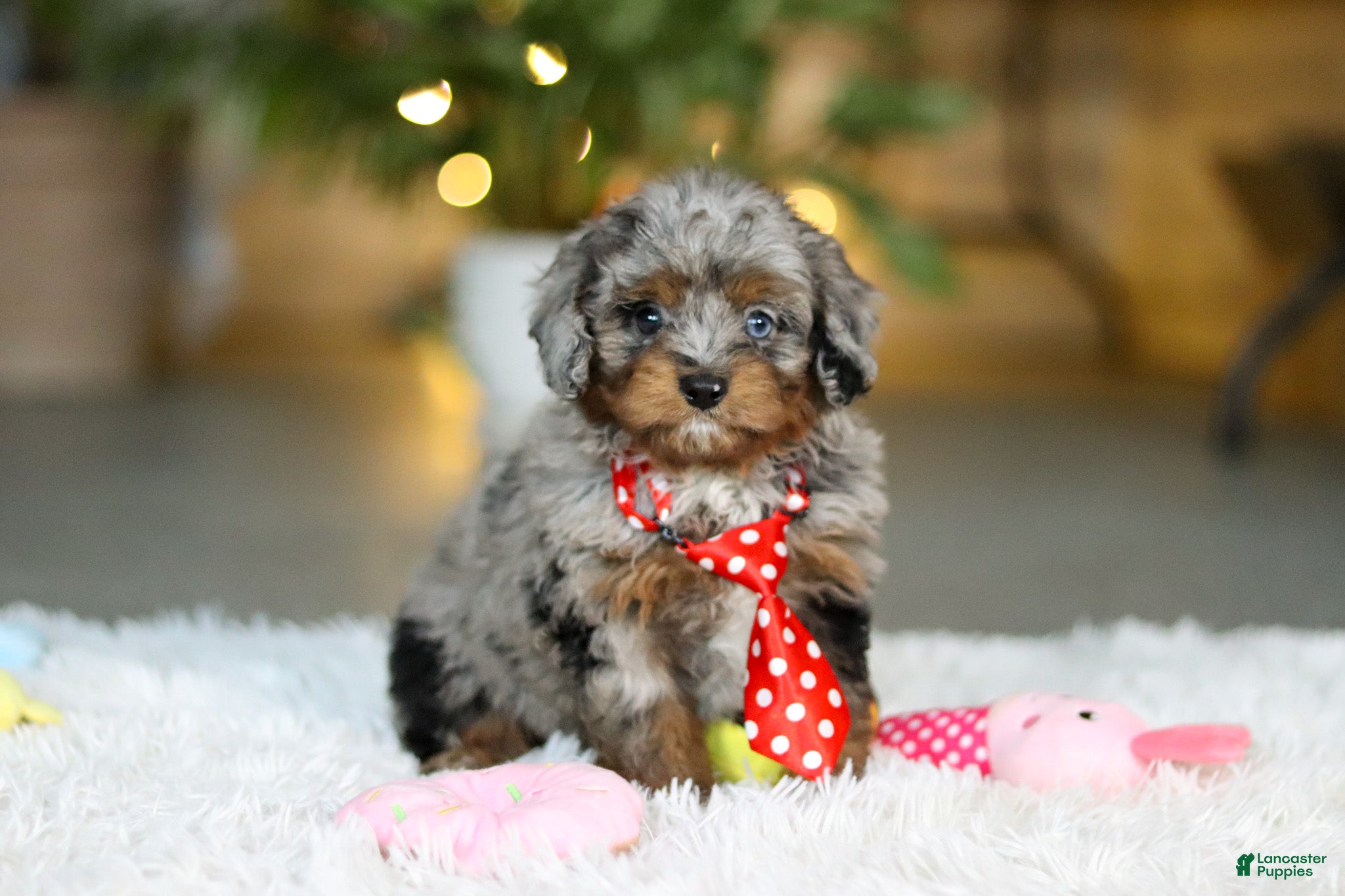 Cavapoo dogs Carter - Ad 6