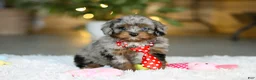 Cavapoo dogs for sale: Carter - Ad 1