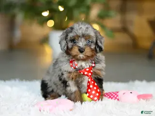 Cavapoo dogs Carter - Ad 6