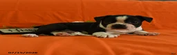 Boston Terrier dogs for sale: Vixon - Ad 4