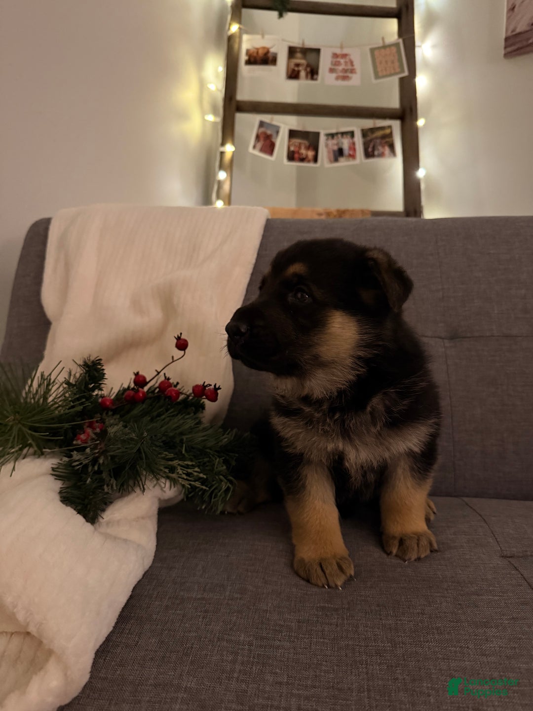 German Shepherd dogs for sale: German Shepherd Puppy 1 - Ad 7