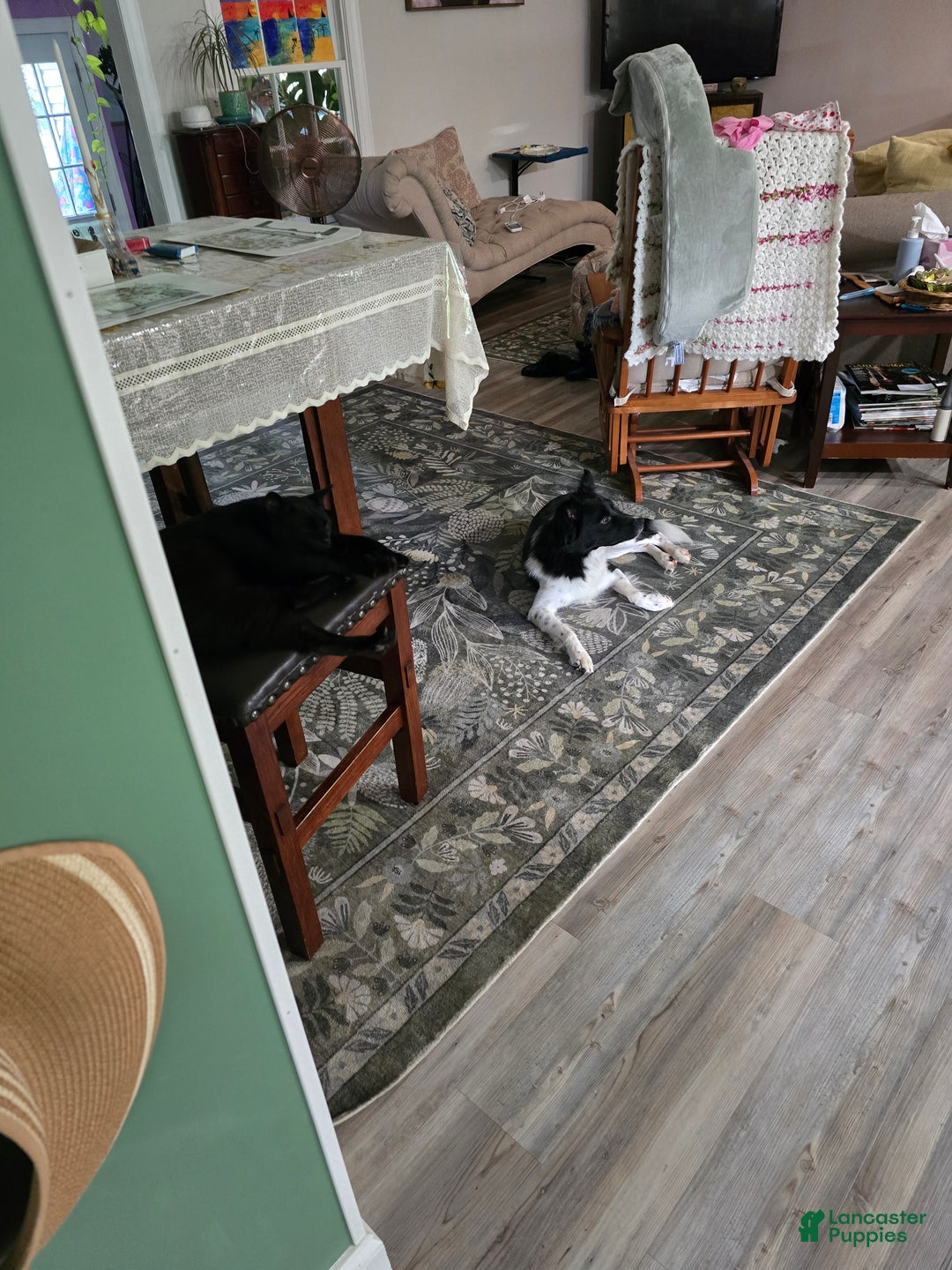 Mixed Breed dogs for sale: Female 1 - Ad 4