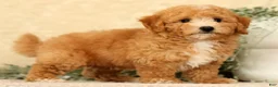 Bichpoo dogs for sale: Yonder - Ad 6
