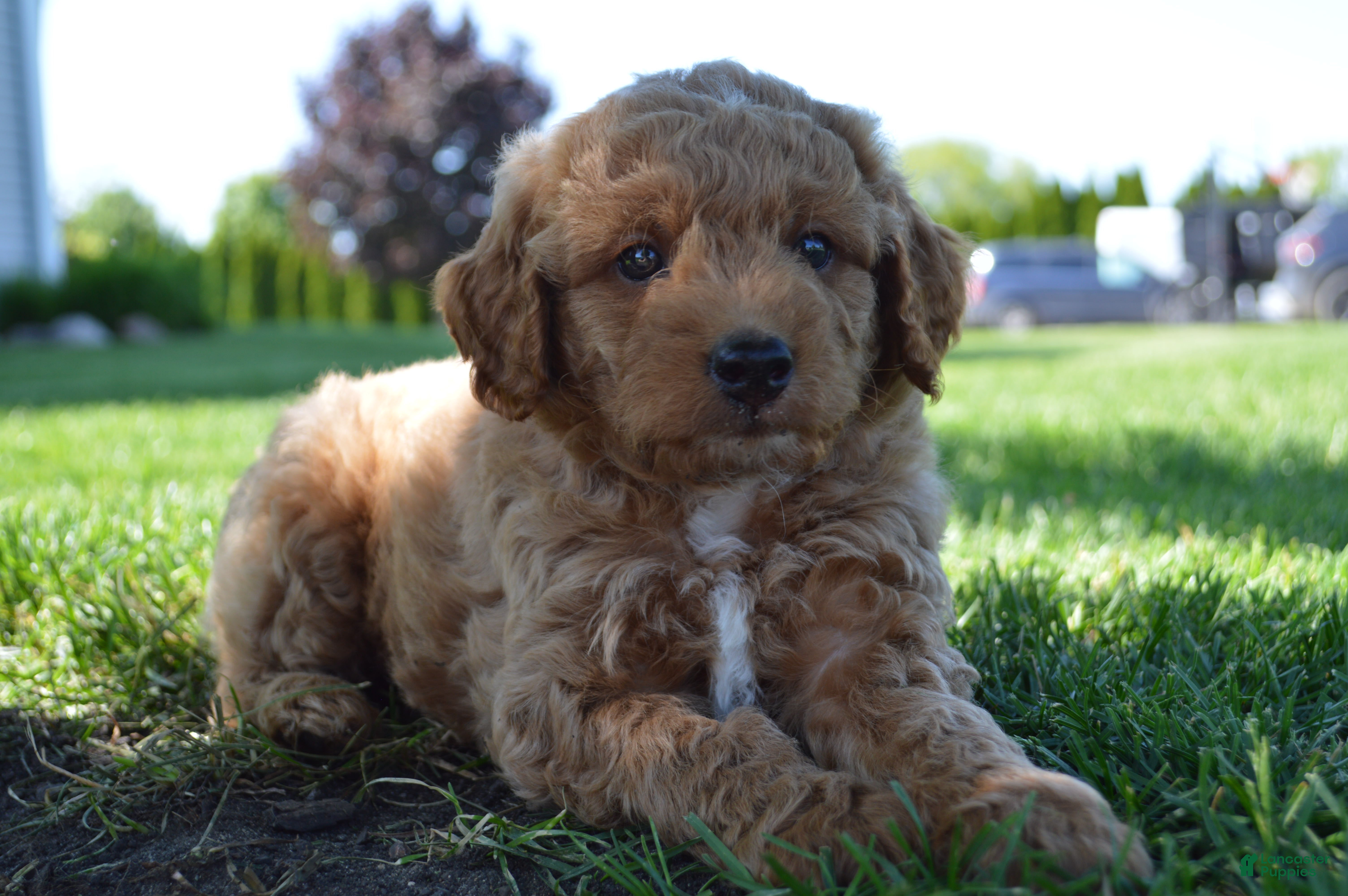 Mini Goldendoodle dogs Remmy - Ad 1