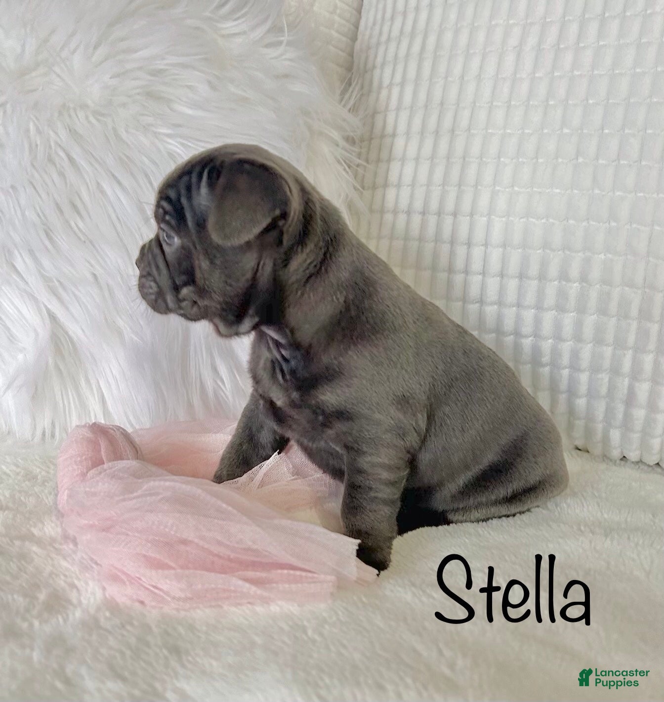 Mixed Breed dogs Stella - Ad 2