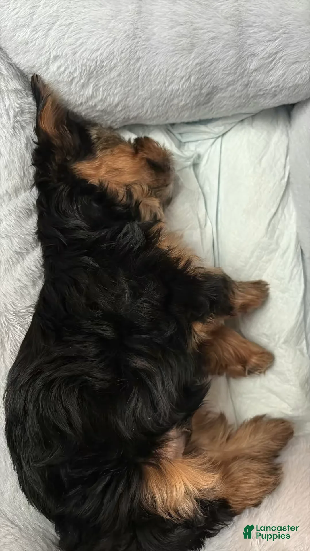 Yorkshire Terrier dogs for sale: Saint  - Ad 3