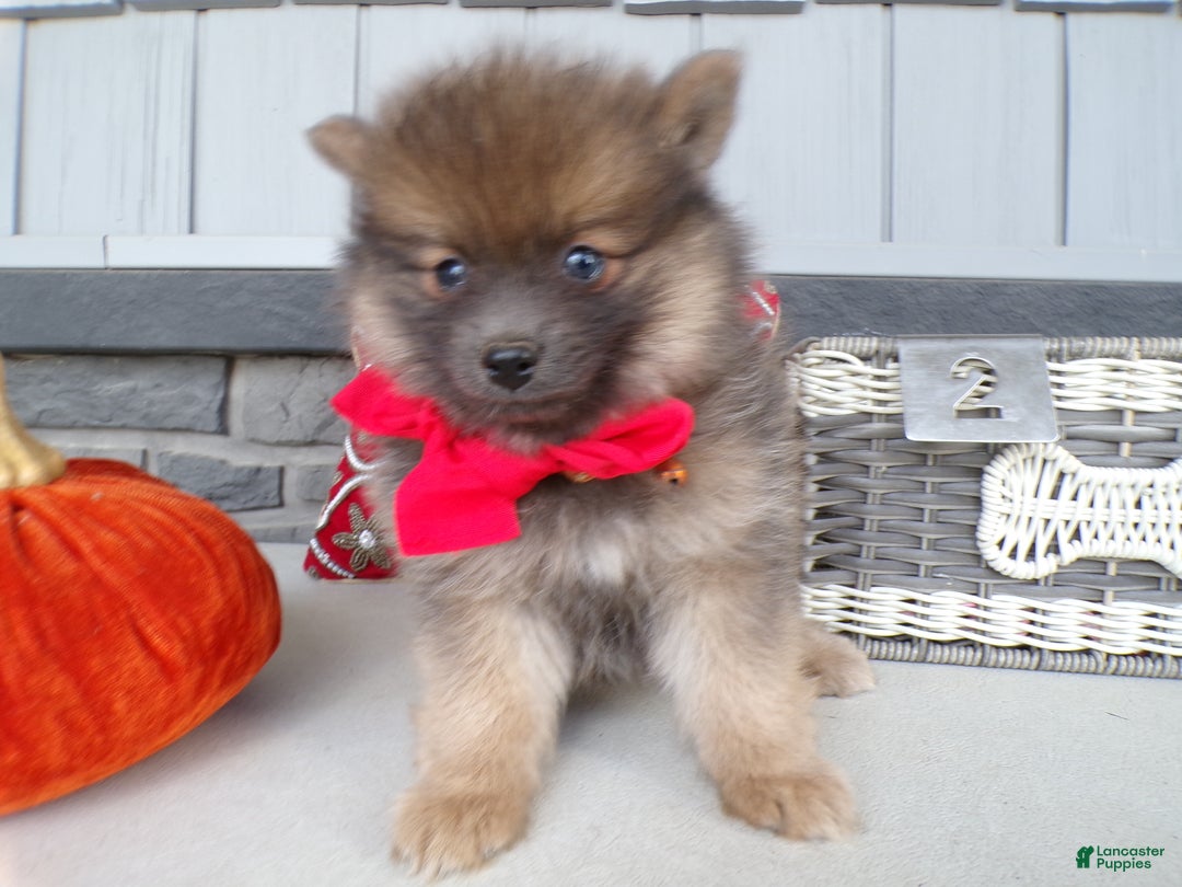 Gallery Image {{count}}