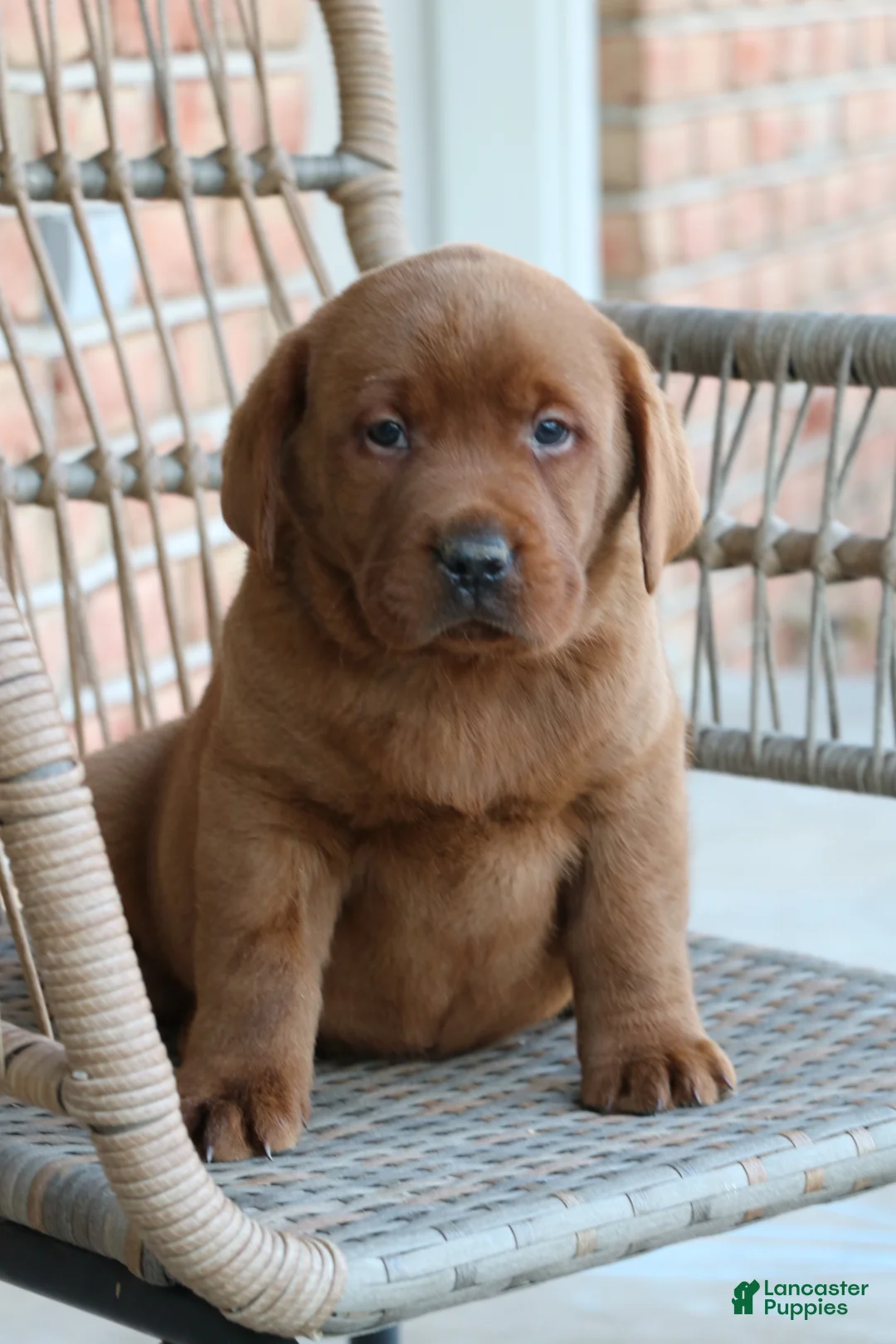 Labrador Retriever dogs for sale: Labrador Retriever Puppy 1 - Ad 2