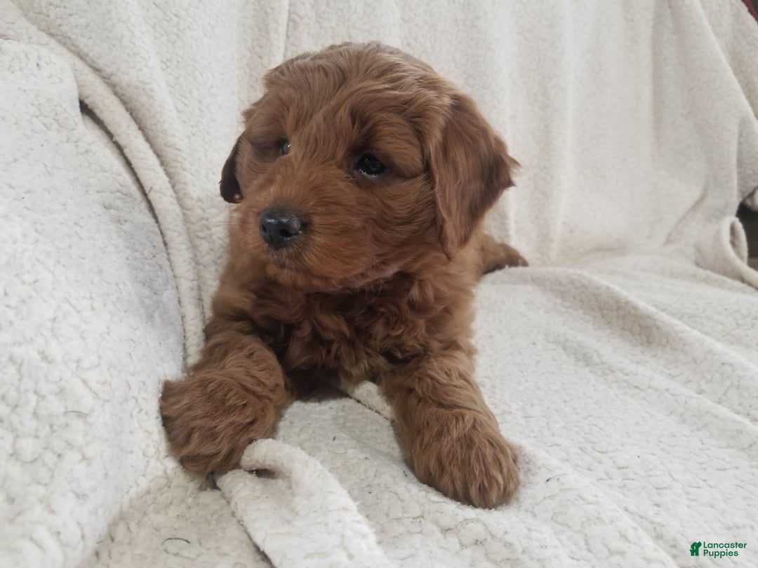 Mini Goldendoodle dogs for sale: Mini Goldendoodle Puppy 1 - Ad 7
