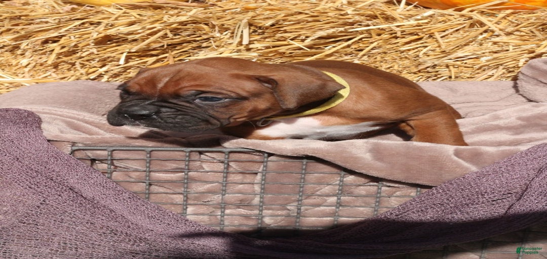 Gallery Image {{count}}