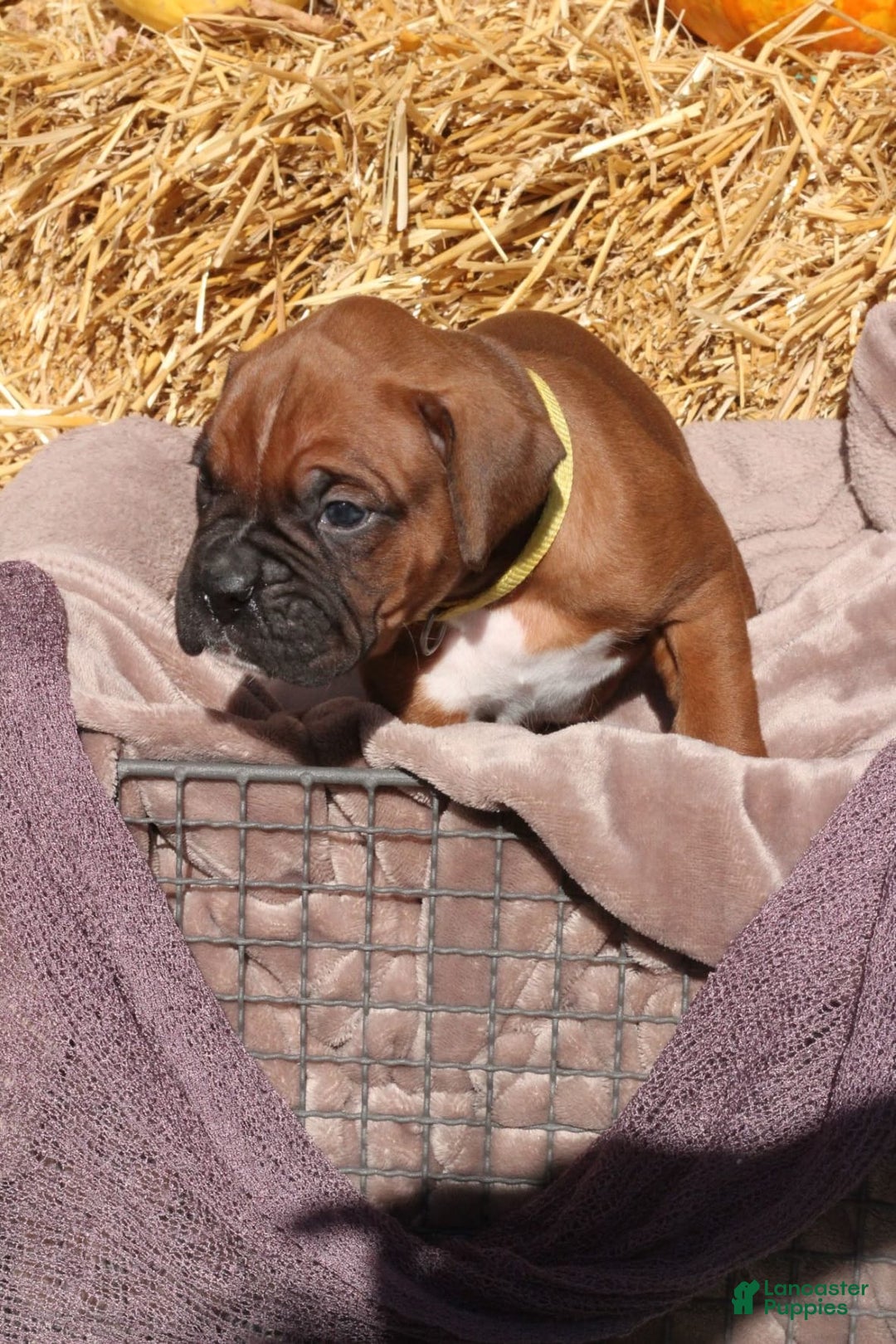 Gallery Image {{count}}