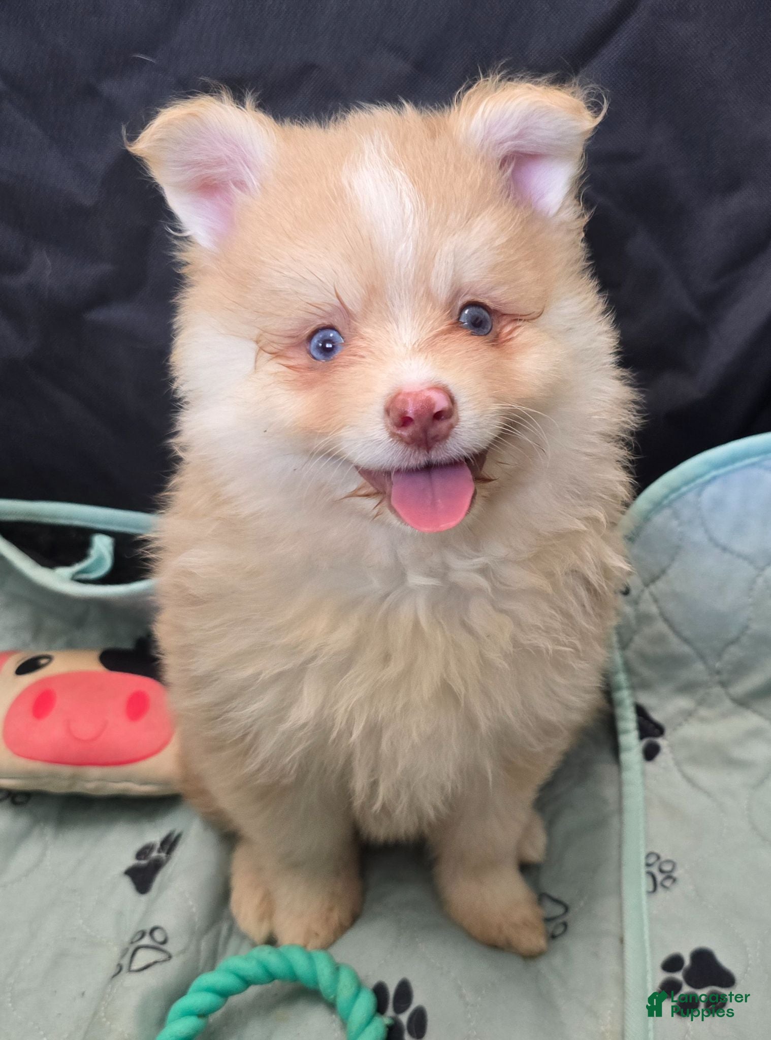 Pomsky dogs Toy red merle - Ad 1