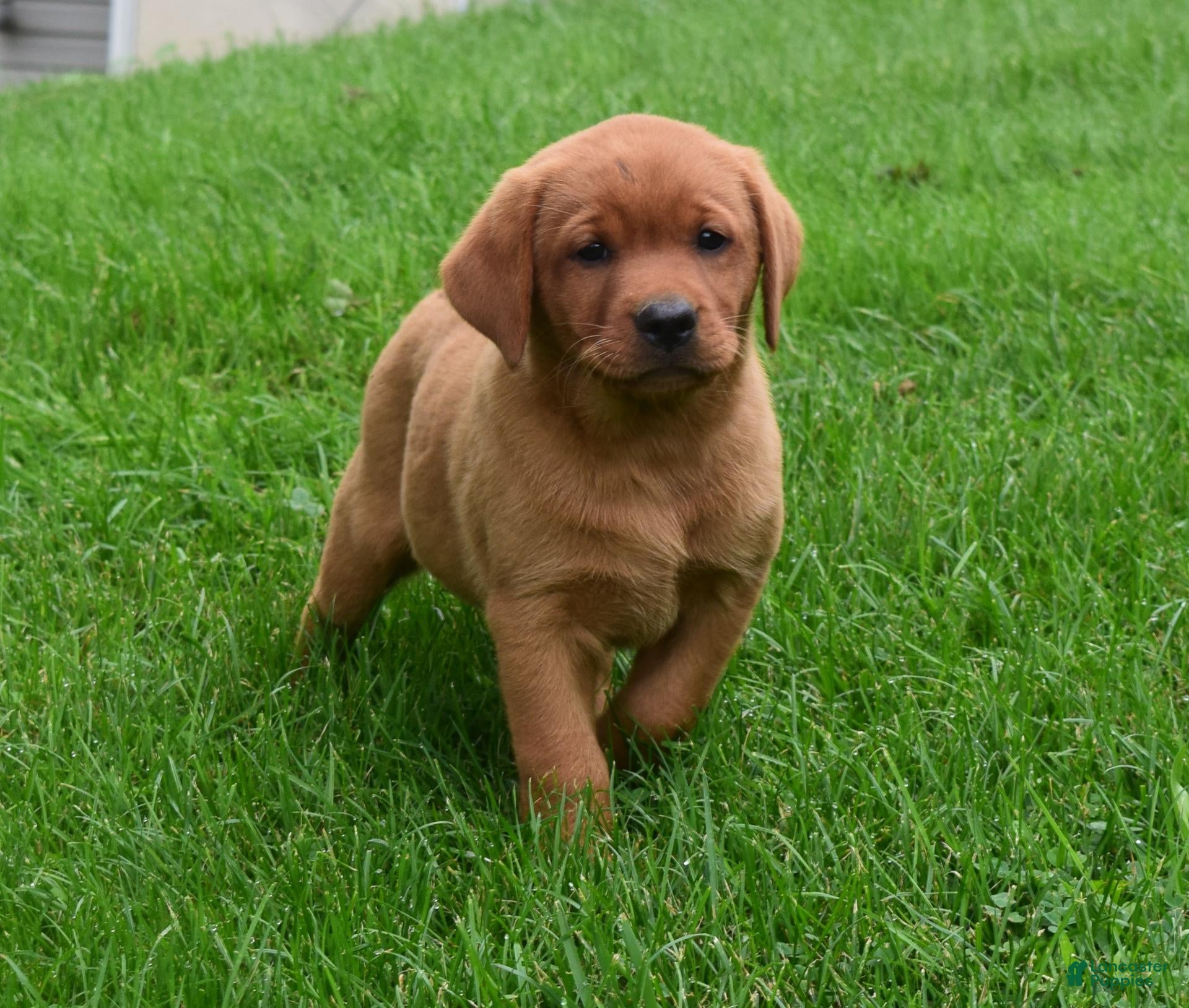 Labrador Retriever dogs Fawn - Ad 1