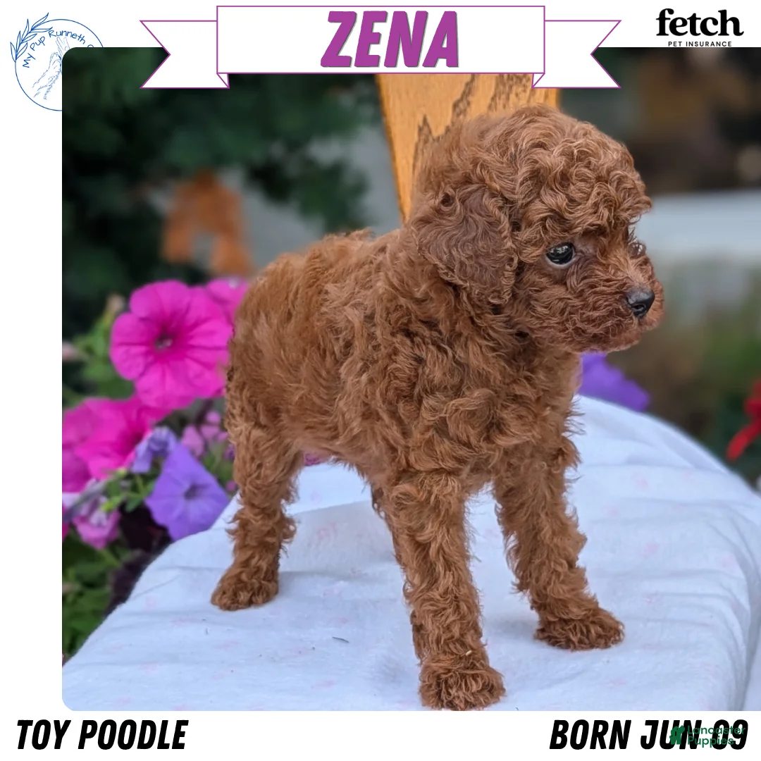 Toy Poodle dogs for sale: Zena - Ad 1