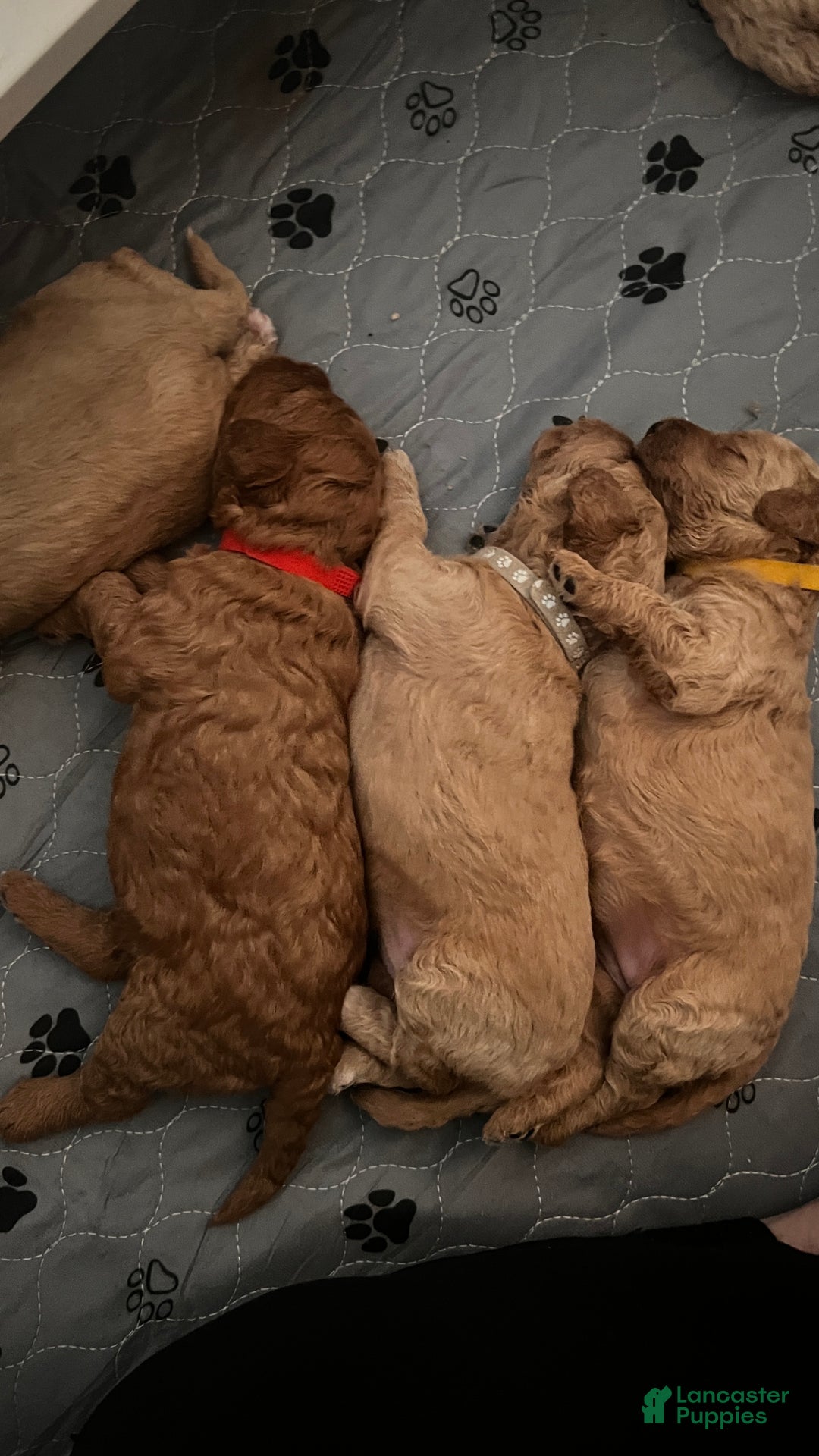 Goldendoodle dogs for sale: Bliss – Red Medium Goldendoodle (F) – Therapy Temperament Candidate - Ad 3