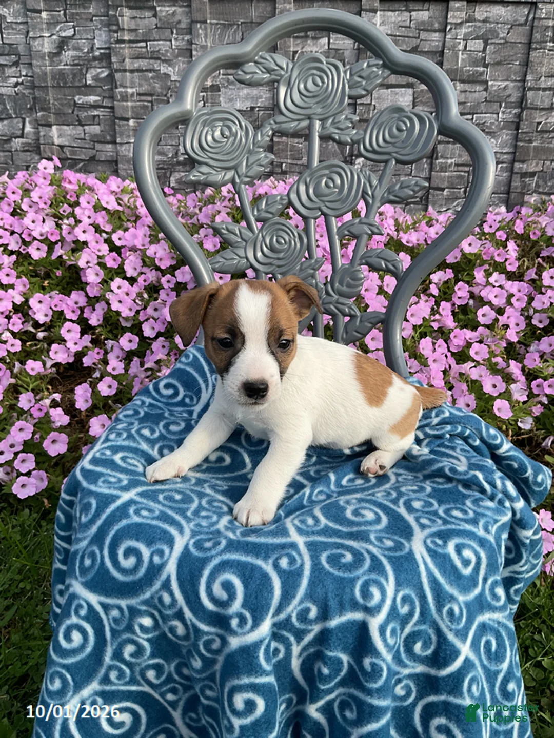 Jack Russell Terrier dogs for sale: Denver - Ad 1