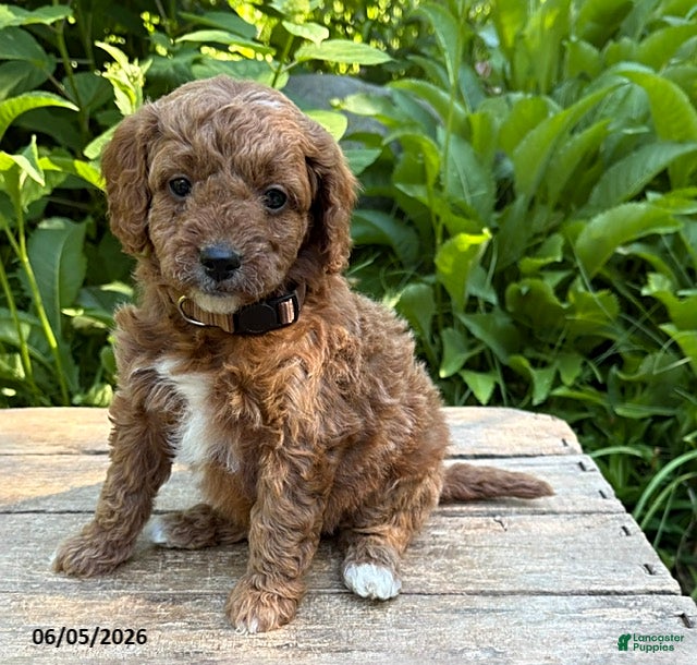 Goldendoodle dogs Avi  - Ad 1