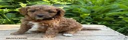Goldendoodle dogs for sale: Avi  - Ad 1