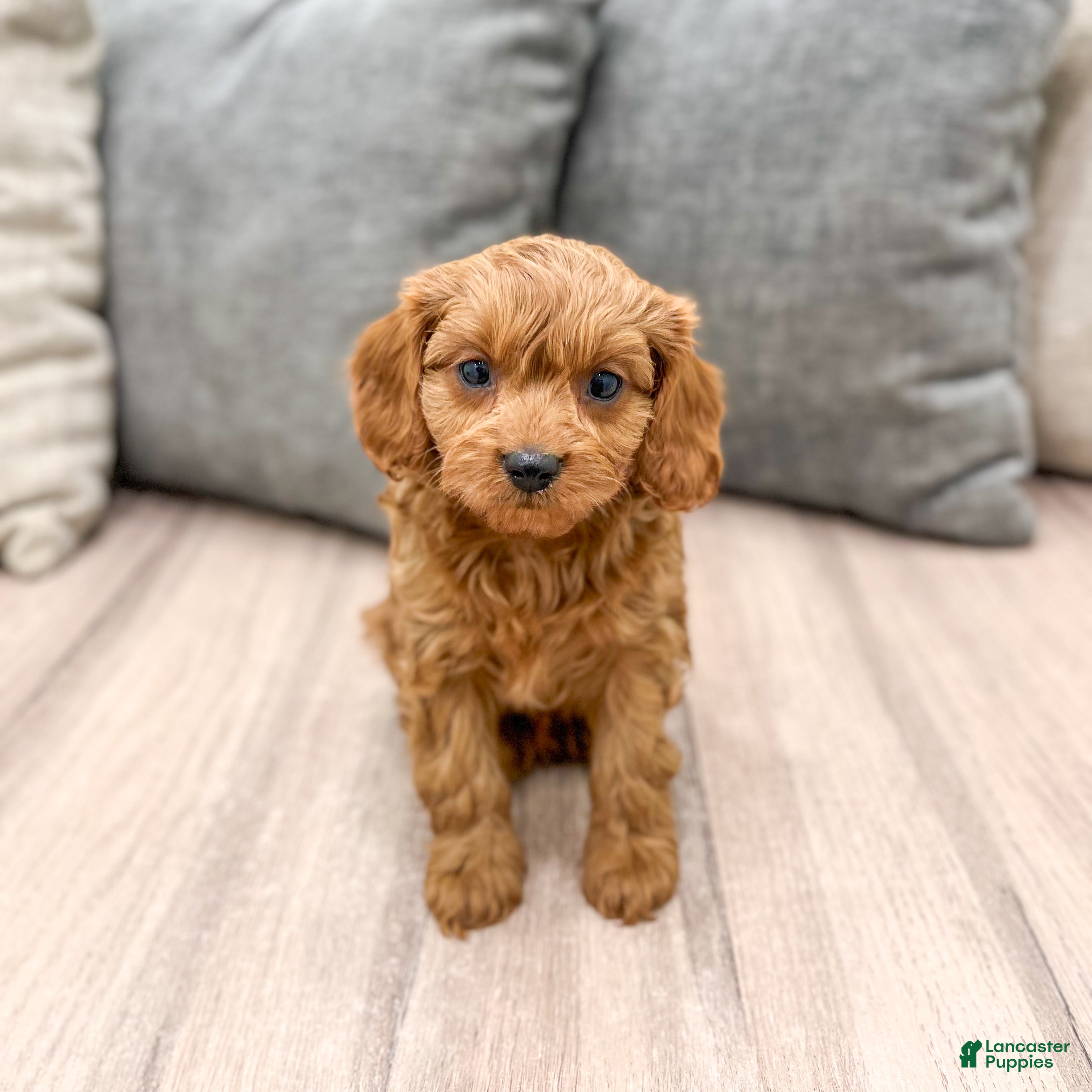 Cavapoo dogs Wally - Ad 22