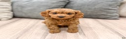 Cavapoo dogs for sale: Wally - Ad 1