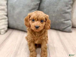 Cavapoo dogs Wally - Ad 33