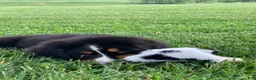 Bernese Mountain Dog dogs for sale: Pluto - Ad 6