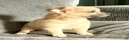 Chihuahua dogs for sale: May - Ad 6