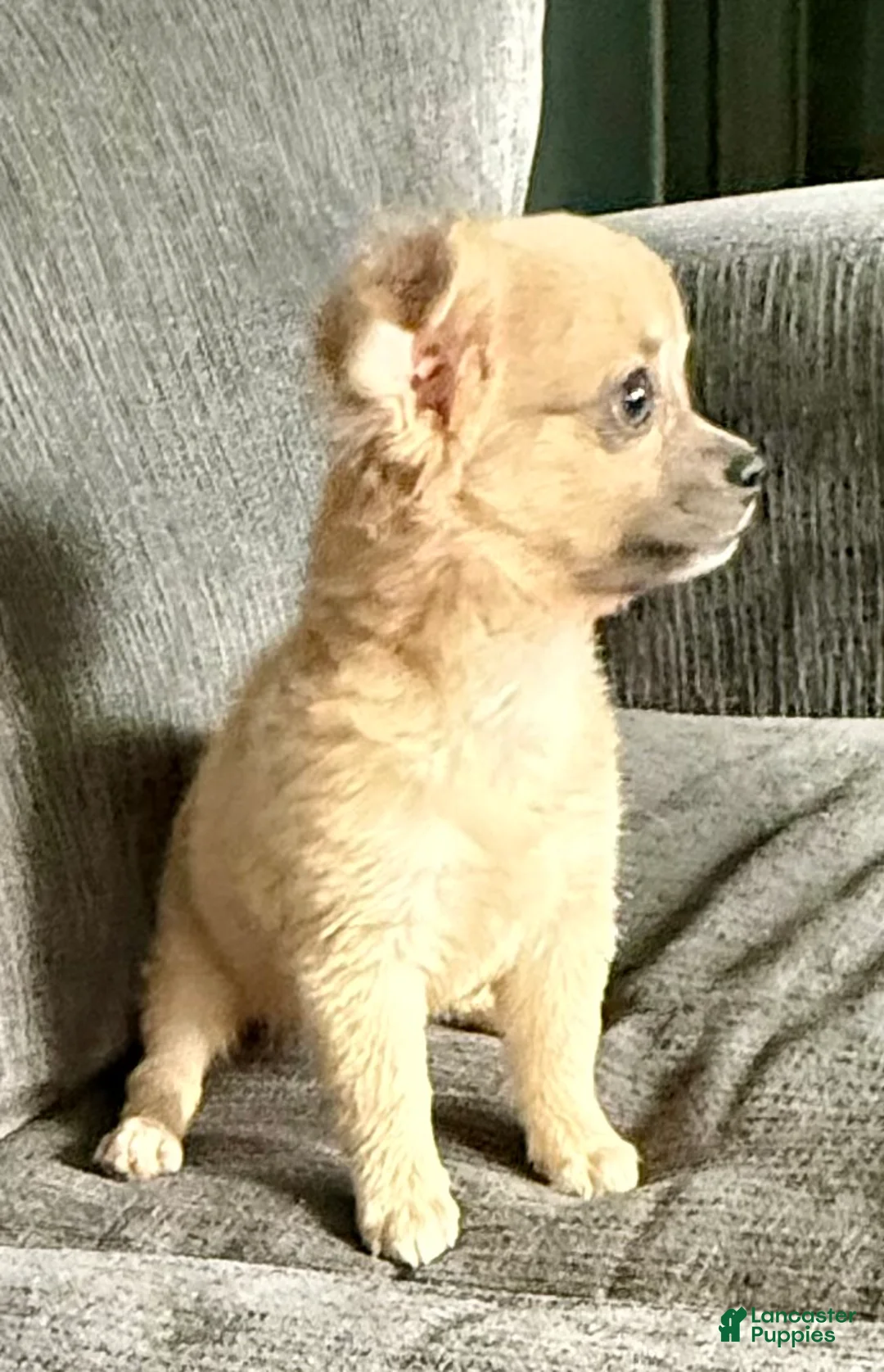 Chihuahua dogs for sale: May - Ad 6