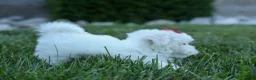 Maltese dogs for sale: OLLIE - Ad 4