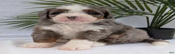 Mini Bernedoodle dogs for sale: Mini Darcy  - Ad 8