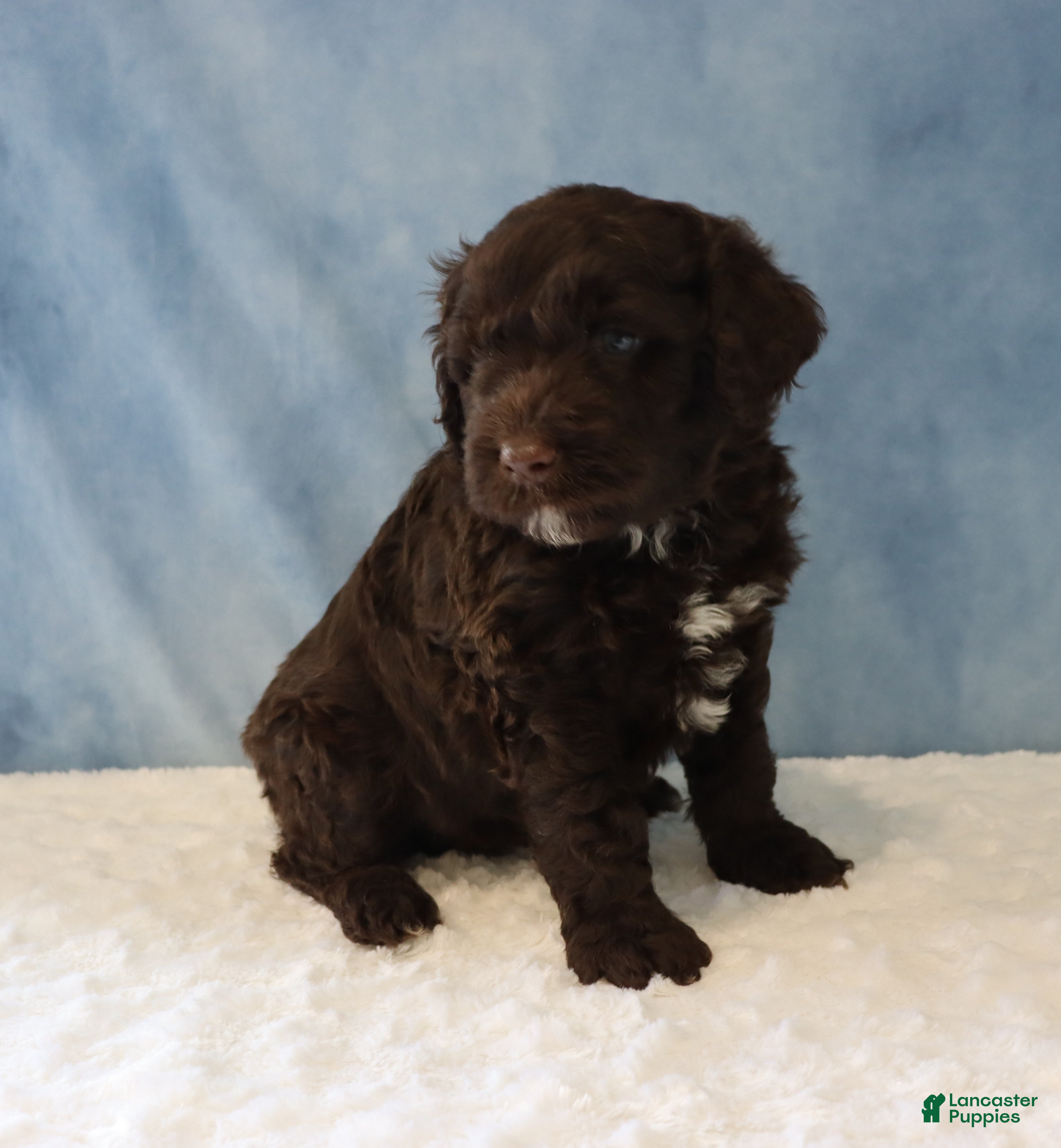 Portuguese Water Dog dogs Seth - Ad 1