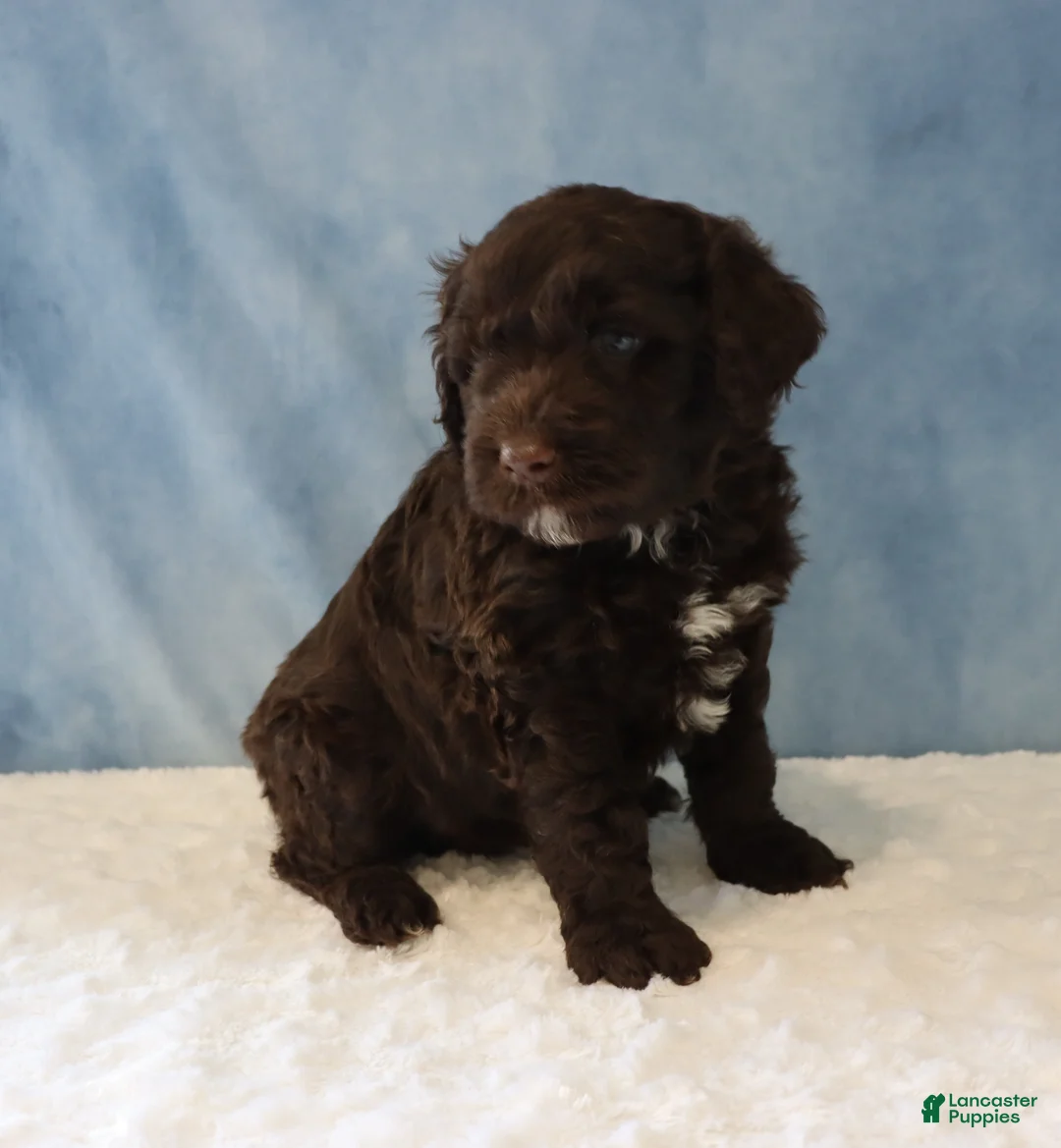 Portuguese Water Dog dogs for sale: Seth - Ad 1