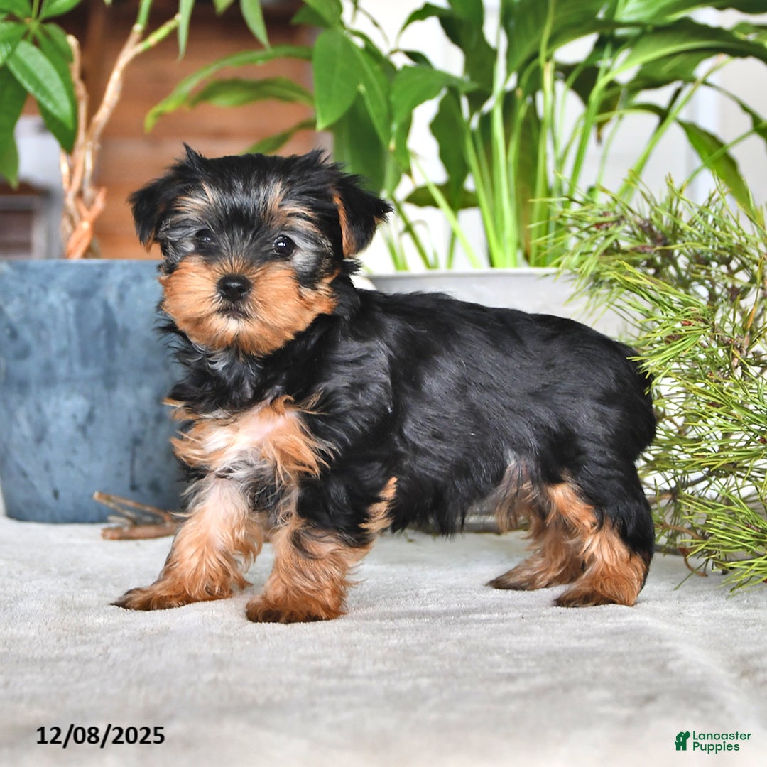 Yorkshire Terrier dogs for sale: Barbie - Ad 4