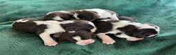 English Springer Spaniel dogs for sale: English Springer Spaniel Puppy - Dotty - Ad 5