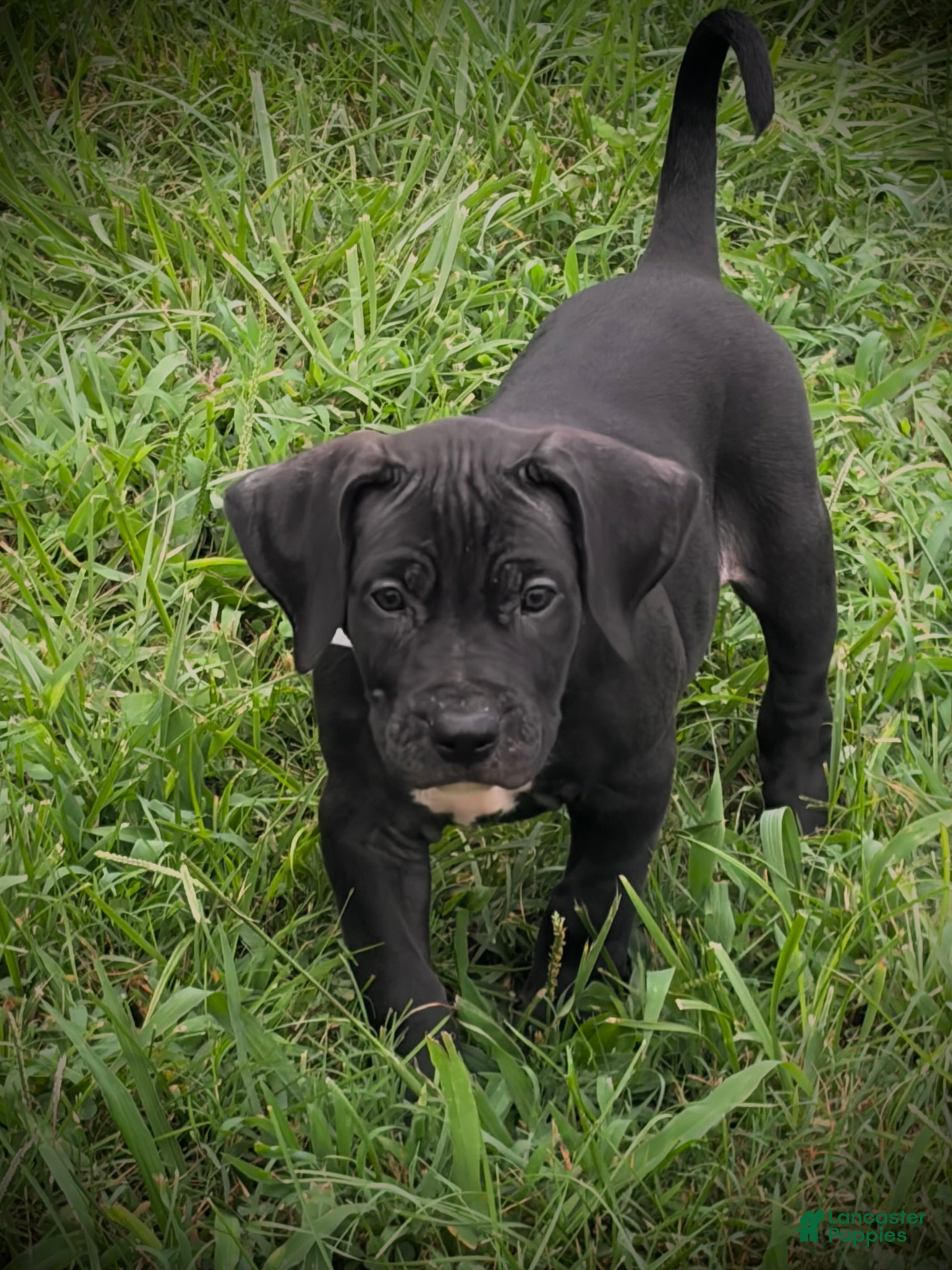 Presa Canario dogs Presa Canario 3 - Ad 2