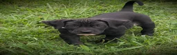 Presa Canario dogs for sale: Presa Canario 3 - Ad 2