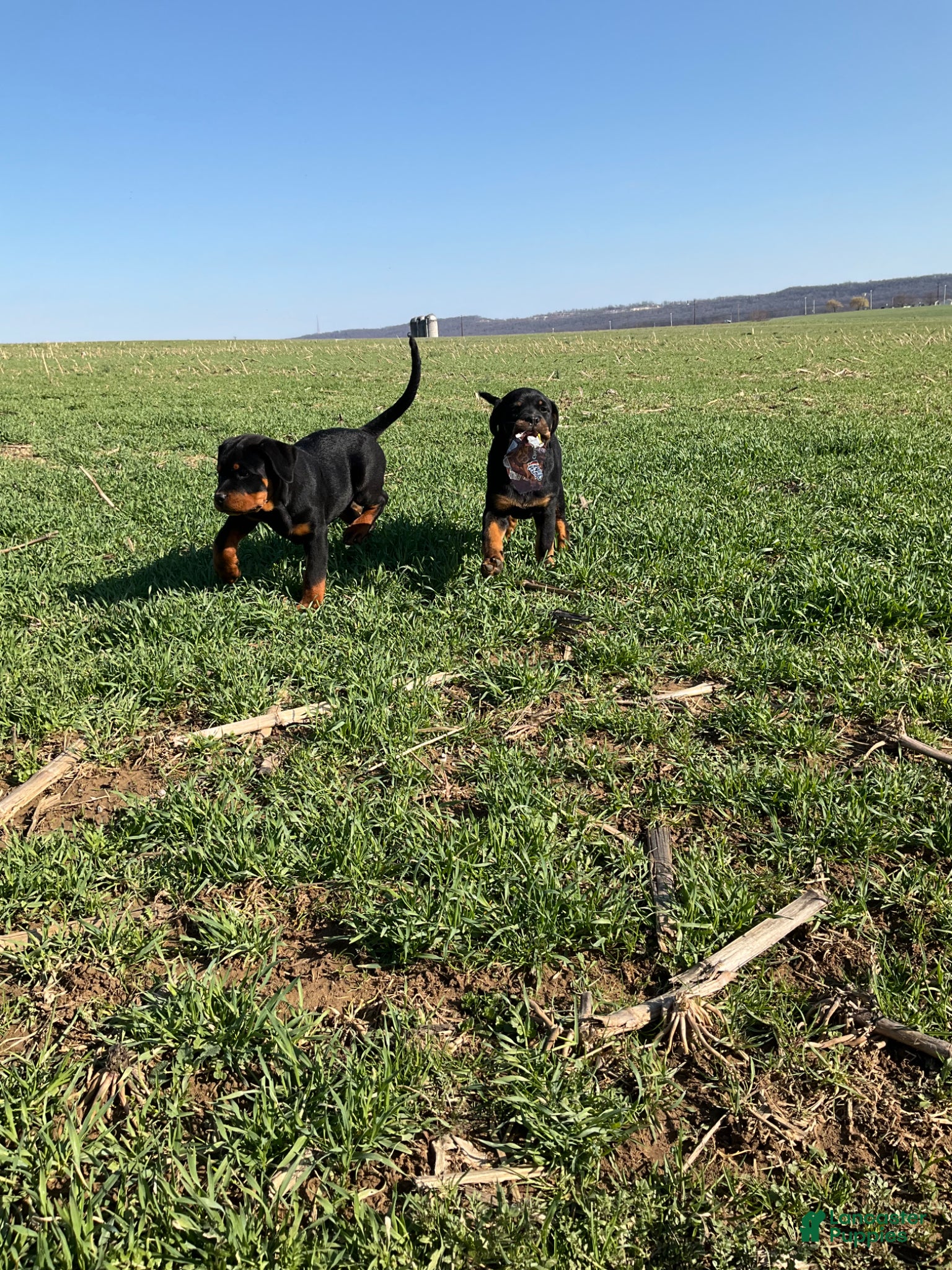 Rottweiler dogs BetztLou - Ad 2