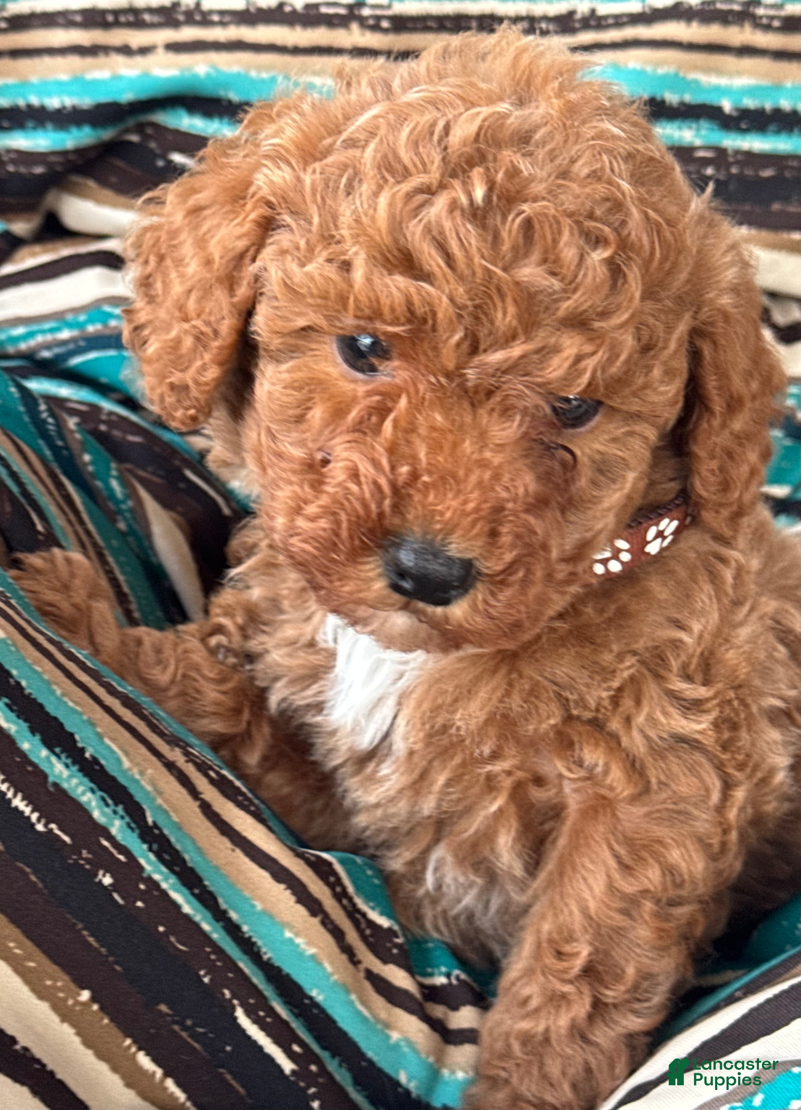 Mini Goldendoodle dogs Bailey - Ad 30