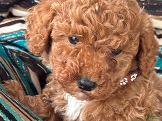 Mini Goldendoodle dogs Bailey - Ad 38