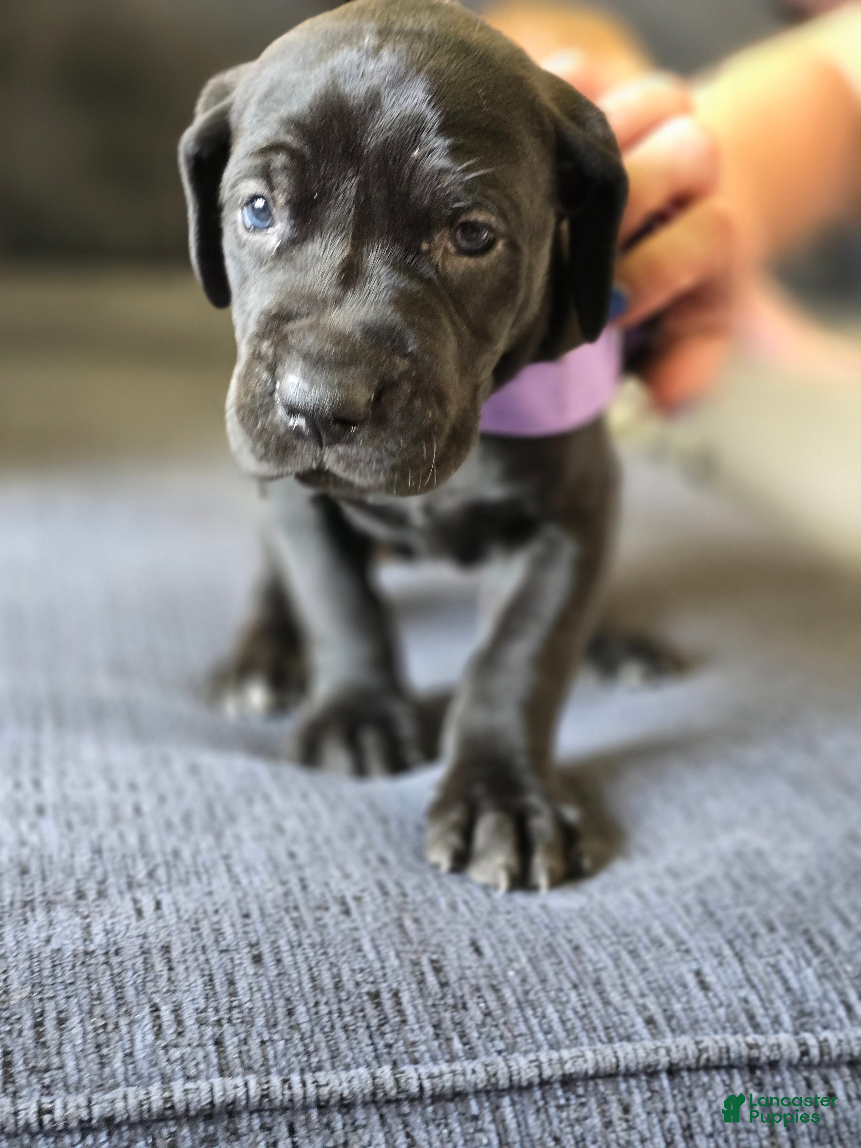 Mixed Breed dogs for sale: Purple - Ad 1