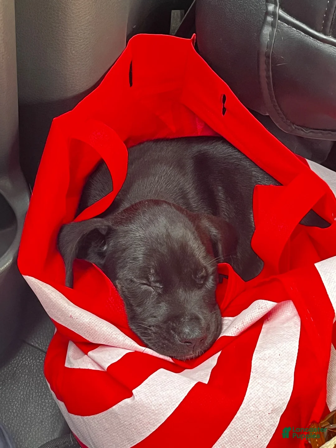 American Staffordshire Terrier dogs for sale: Mittens - Ad 1