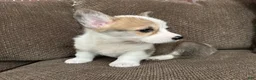 Welsh Corgi Pembroke dogs for sale: Cali  - Ad 4