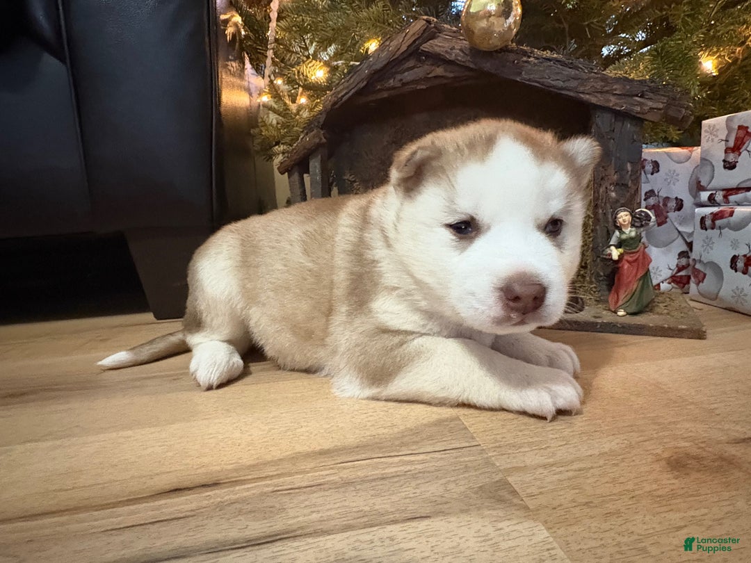 Mixed Breed dogs for sale: David - Ad 5