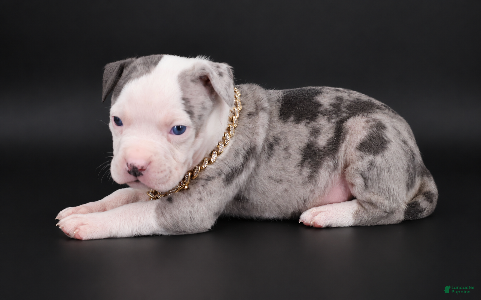 American Bully dogs Uriel - XL - ABKC - Ad 1
