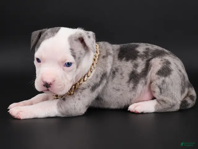 American Bully dogs for sale: Uriel - XL - ABKC - Ad 1