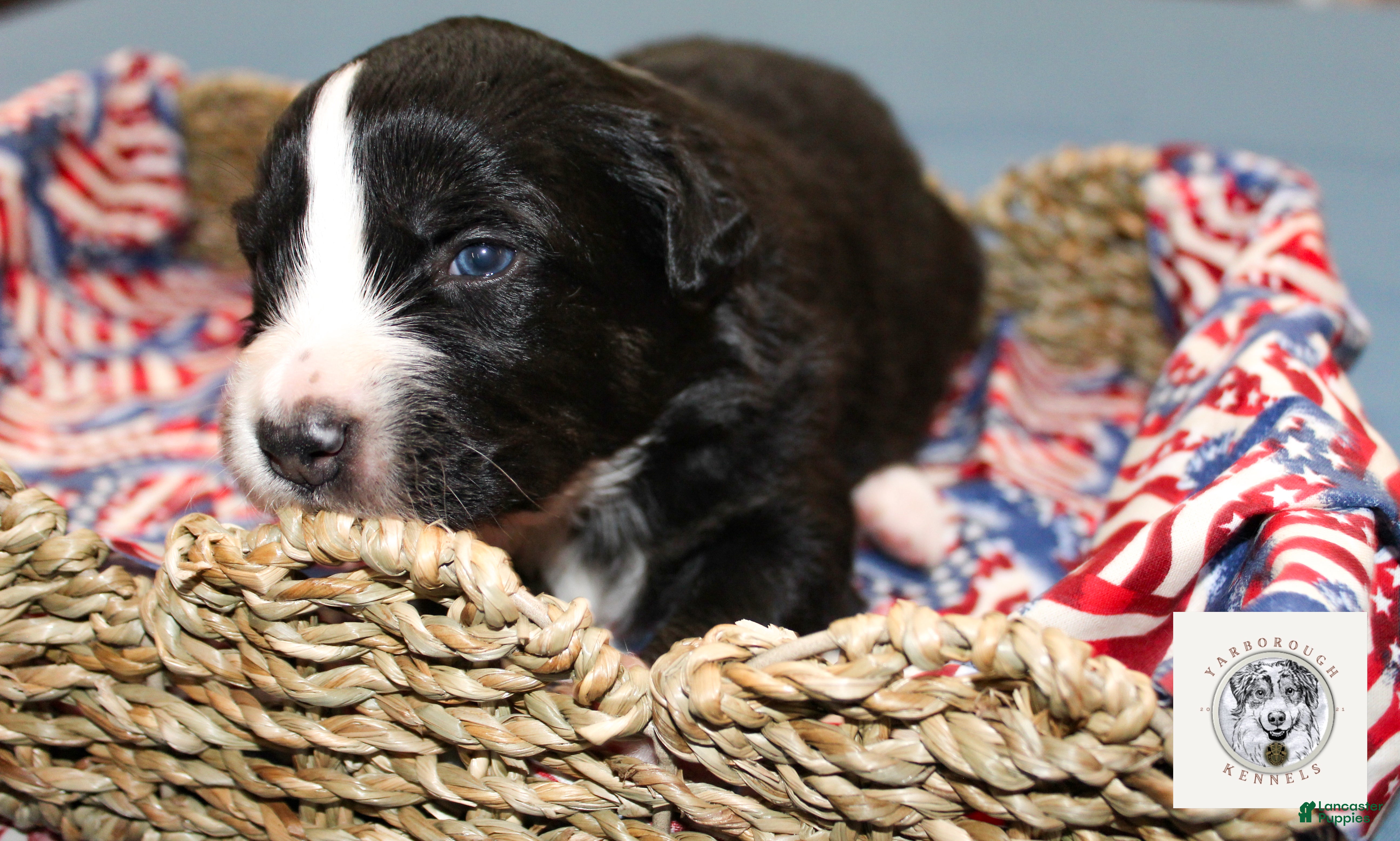 Miniature Australian Shepherd dogs Clark - Ad 1