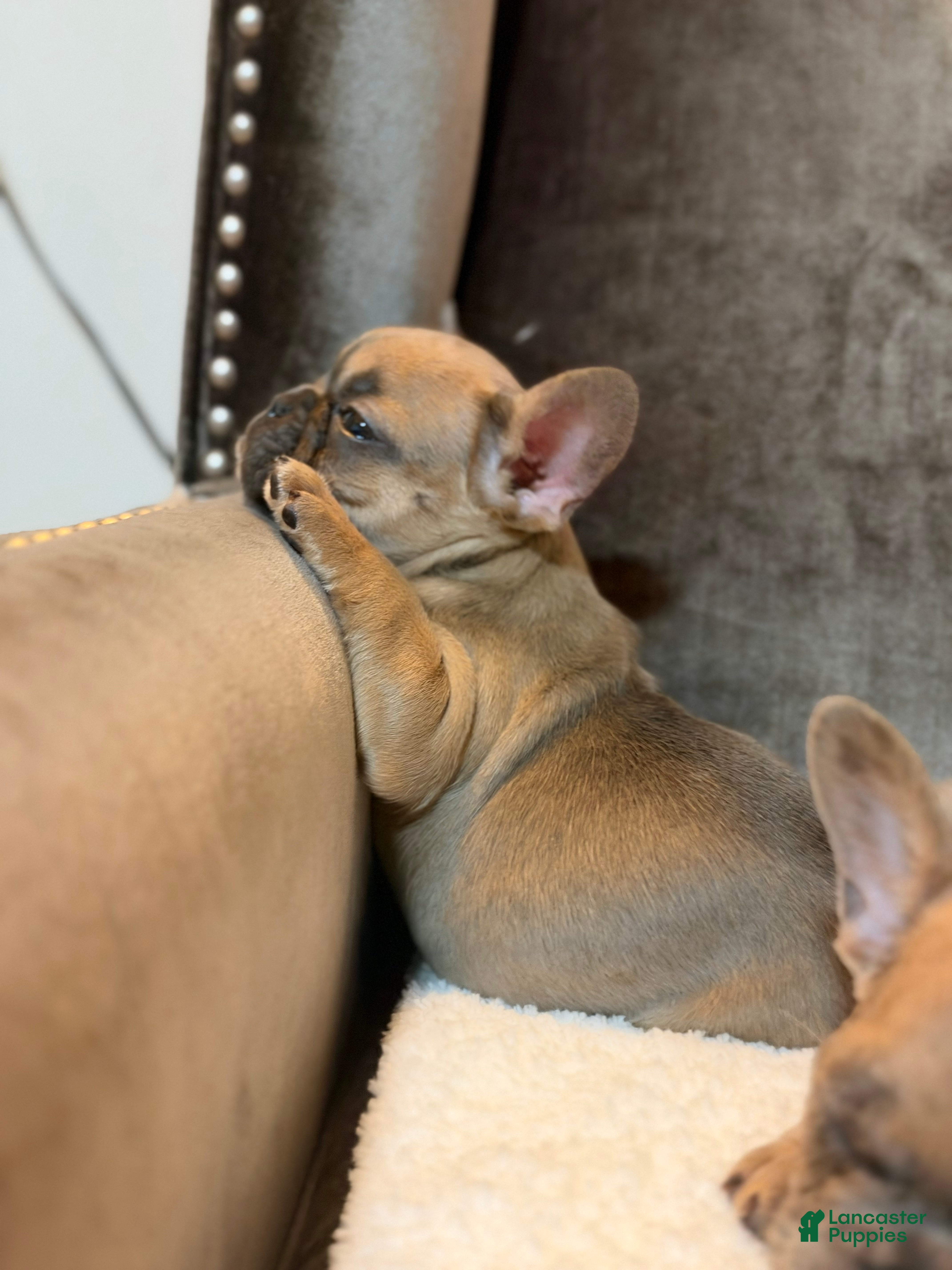 French Bulldog dogs Chloe - Ad 2