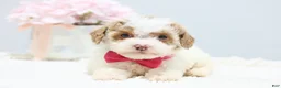 Toy Poodle dogs for sale: Bailey - Ad 3