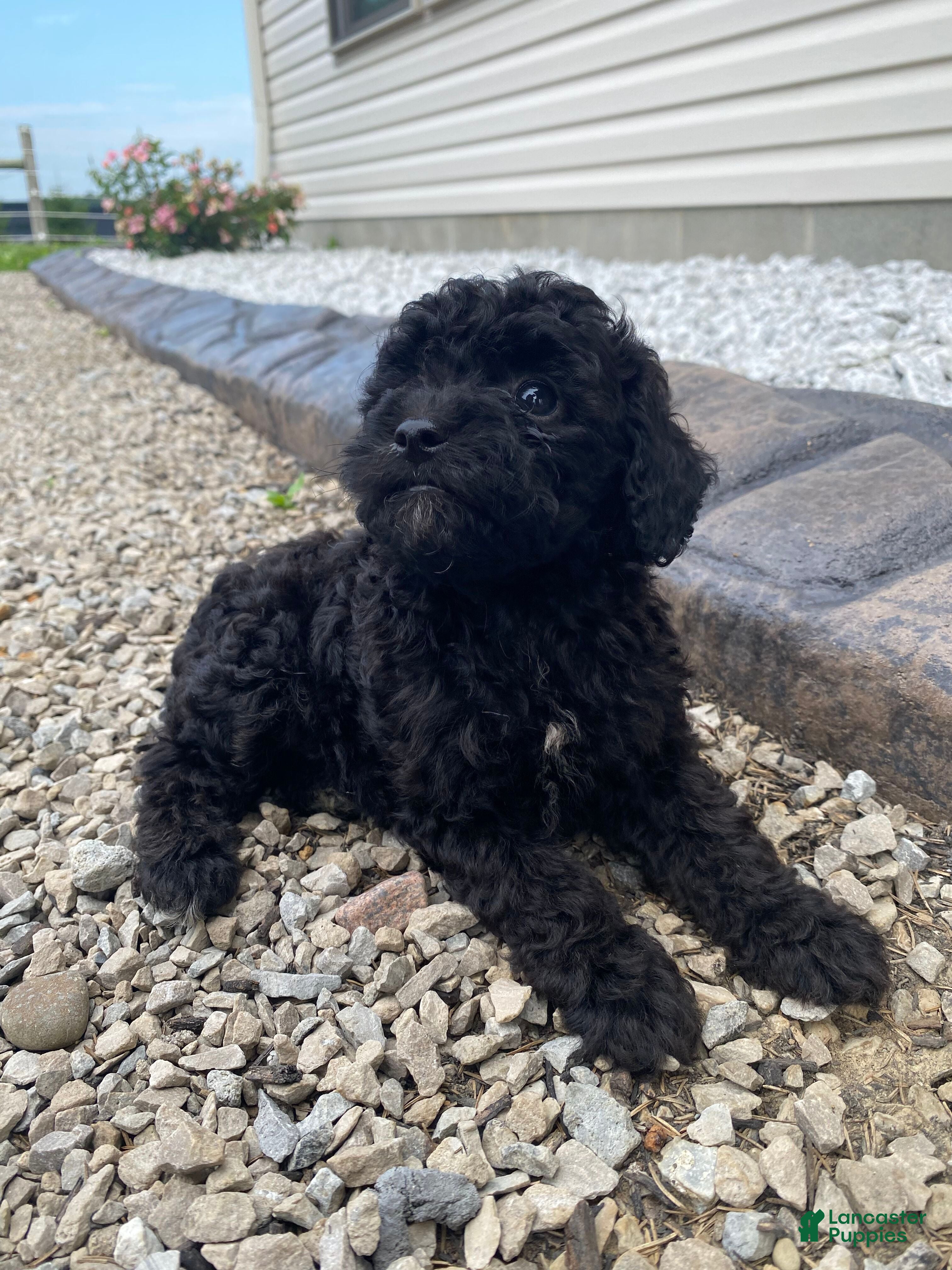 Miniature Poodle dogs Nokia - Ad 2